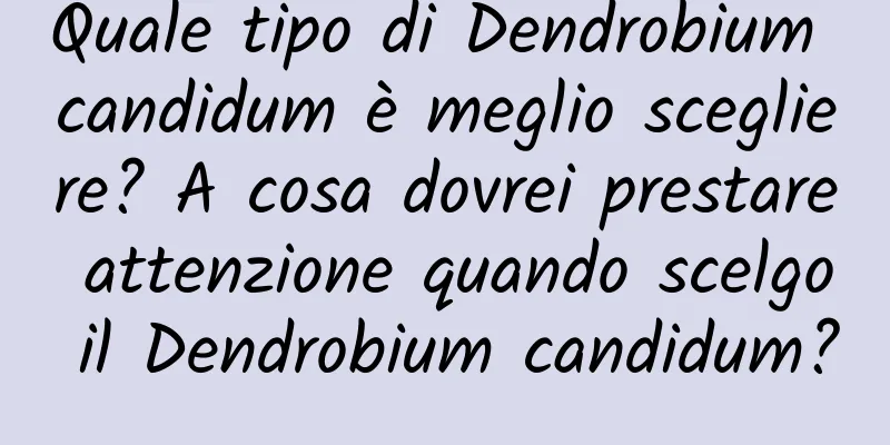 Quale tipo di Dendrobium candidum è meglio scegliere? A cosa dovrei prestare attenzione quando scelgo il Dendrobium candidum?