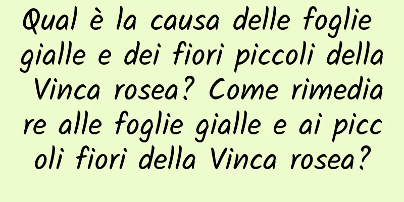 Qual è la causa delle foglie gialle e dei fiori piccoli della Vinca rosea? Come rimediare alle foglie gialle e ai piccoli fiori della Vinca rosea?