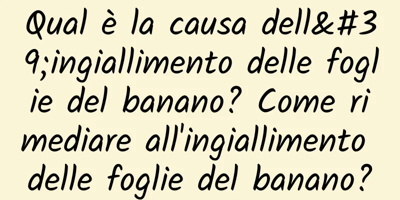 Qual è la causa dell'ingiallimento delle foglie del banano? Come rimediare all'ingiallimento delle foglie del banano?