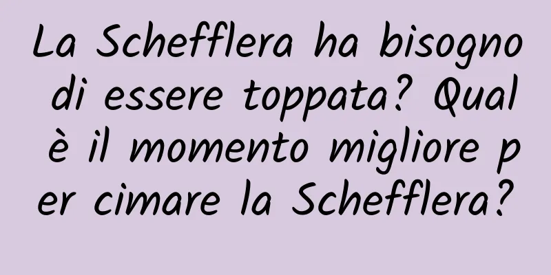 La Schefflera ha bisogno di essere toppata? Qual è il momento migliore per cimare la Schefflera?
