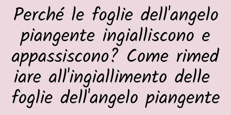 Perché le foglie dell'angelo piangente ingialliscono e appassiscono? Come rimediare all'ingiallimento delle foglie dell'angelo piangente