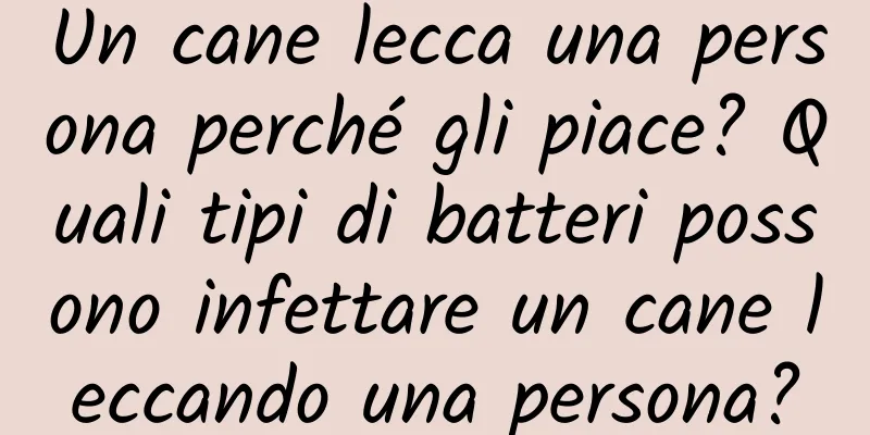 Un cane lecca una persona perché gli piace? Quali tipi di batteri possono infettare un cane leccando una persona?
