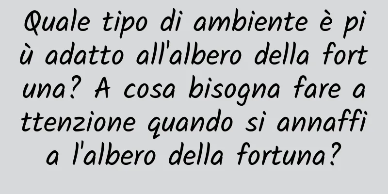 Quale tipo di ambiente è più adatto all'albero della fortuna? A cosa bisogna fare attenzione quando si annaffia l'albero della fortuna?