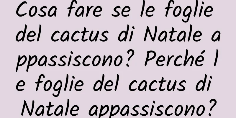 Cosa fare se le foglie del cactus di Natale appassiscono? Perché le foglie del cactus di Natale appassiscono?