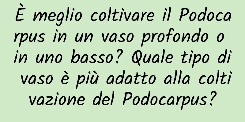 È meglio coltivare il Podocarpus in un vaso profondo o in uno basso? Quale tipo di vaso è più adatto alla coltivazione del Podocarpus?