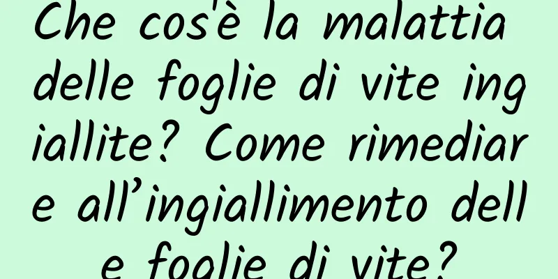Che cos'è la malattia delle foglie di vite ingiallite? Come rimediare all’ingiallimento delle foglie di vite?