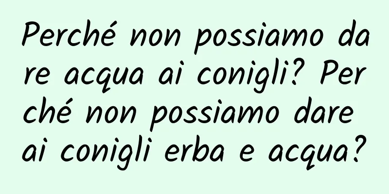 Perché non possiamo dare acqua ai conigli? Perché non possiamo dare ai conigli erba e acqua?