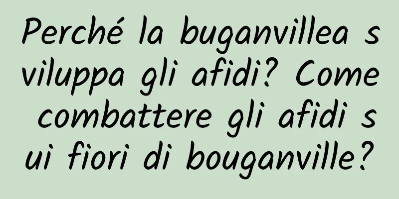 Perché la buganvillea sviluppa gli afidi? Come combattere gli afidi sui fiori di bouganville?