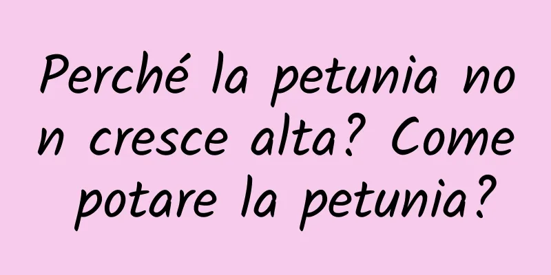 Perché la petunia non cresce alta? Come potare la petunia?