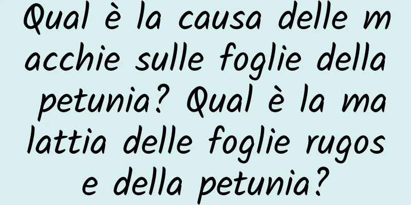 Qual è la causa delle macchie sulle foglie della petunia? Qual è la malattia delle foglie rugose della petunia?