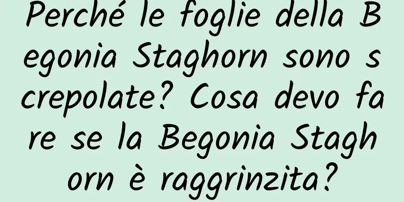 Perché le foglie della Begonia Staghorn sono screpolate? Cosa devo fare se la Begonia Staghorn è raggrinzita?
