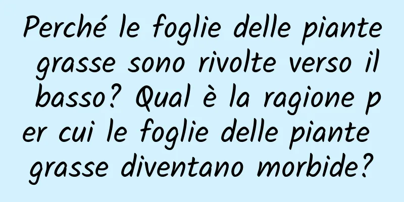 Perché le foglie delle piante grasse sono rivolte verso il basso? Qual è la ragione per cui le foglie delle piante grasse diventano morbide?