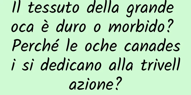 Il tessuto della grande oca è duro o morbido? Perché le oche canadesi si dedicano alla trivellazione?