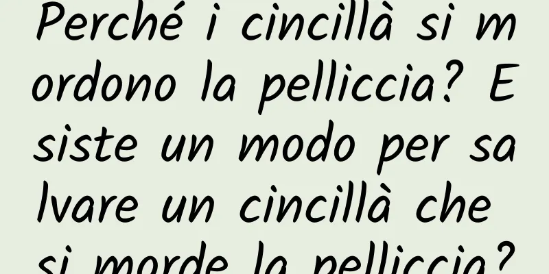 Perché i cincillà si mordono la pelliccia? Esiste un modo per salvare un cincillà che si morde la pelliccia?