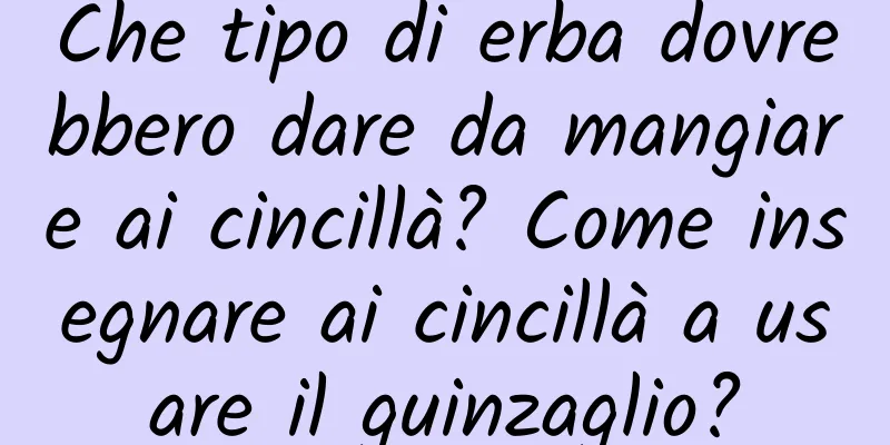 Che tipo di erba dovrebbero dare da mangiare ai cincillà? Come insegnare ai cincillà a usare il guinzaglio?