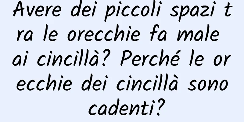 Avere dei piccoli spazi tra le orecchie fa male ai cincillà? Perché le orecchie dei cincillà sono cadenti?
