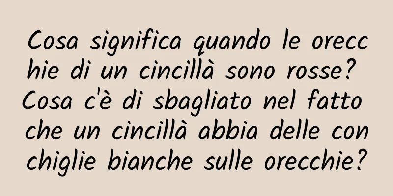 Cosa significa quando le orecchie di un cincillà sono rosse? Cosa c'è di sbagliato nel fatto che un cincillà abbia delle conchiglie bianche sulle orecchie?