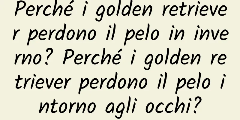 Perché i golden retriever perdono il pelo in inverno? Perché i golden retriever perdono il pelo intorno agli occhi?
