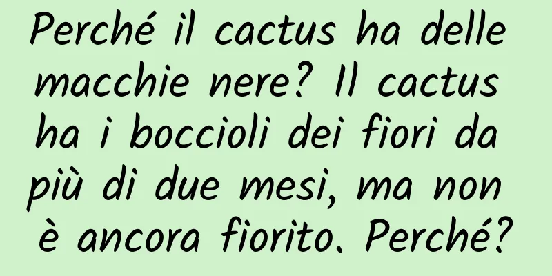 Perché il cactus ha delle macchie nere? Il cactus ha i boccioli dei fiori da più di due mesi, ma non è ancora fiorito. Perché?