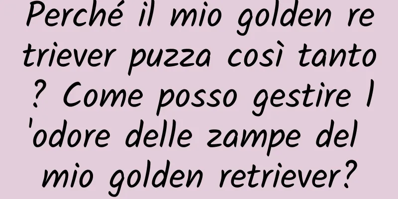 Perché il mio golden retriever puzza così tanto? Come posso gestire l'odore delle zampe del mio golden retriever?