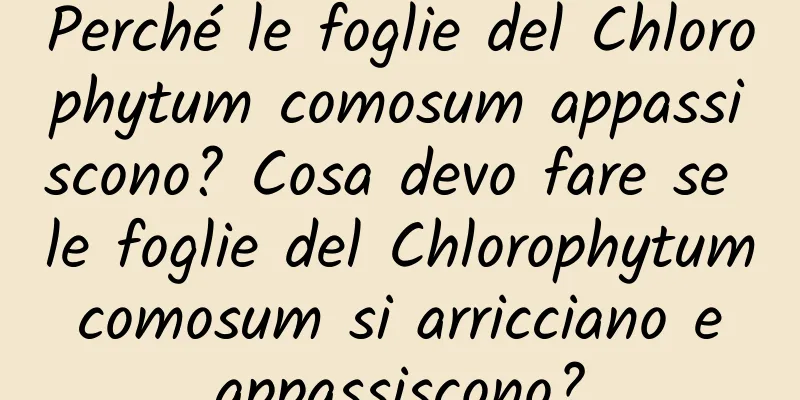 Perché le foglie del Chlorophytum comosum appassiscono? Cosa devo fare se le foglie del Chlorophytum comosum si arricciano e appassiscono?