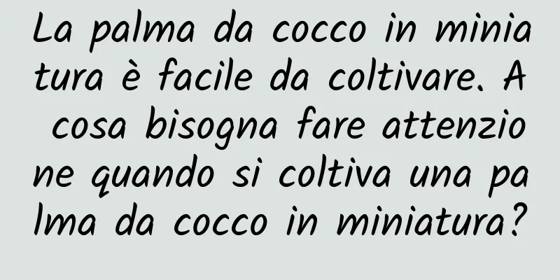 La palma da cocco in miniatura è facile da coltivare. A cosa bisogna fare attenzione quando si coltiva una palma da cocco in miniatura?