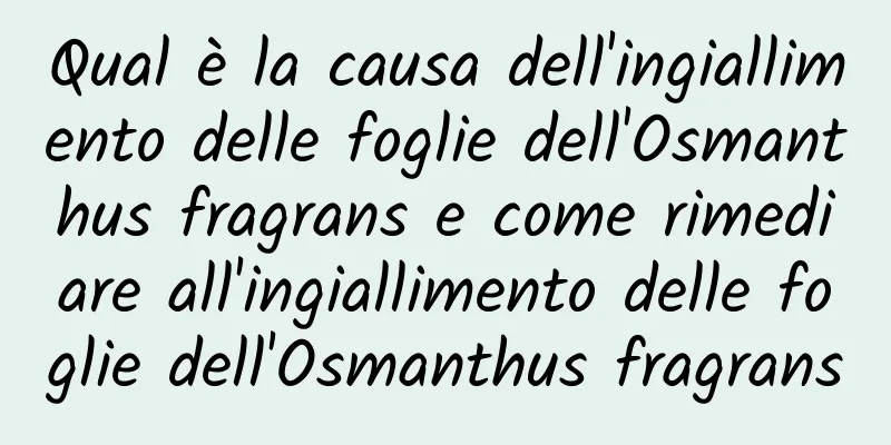 Qual è la causa dell'ingiallimento delle foglie dell'Osmanthus fragrans e come rimediare all'ingiallimento delle foglie dell'Osmanthus fragrans