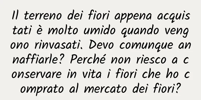 Il terreno dei fiori appena acquistati è molto umido quando vengono rinvasati. Devo comunque annaffiarle? Perché non riesco a conservare in vita i fiori che ho comprato al mercato dei fiori?