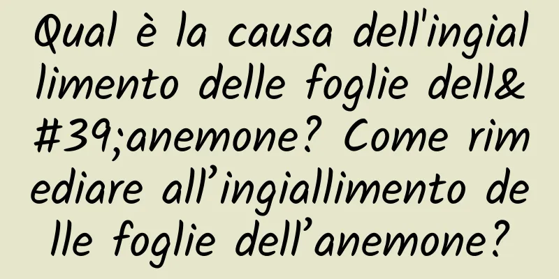 Qual è la causa dell'ingiallimento delle foglie dell'anemone? Come rimediare all’ingiallimento delle foglie dell’anemone?