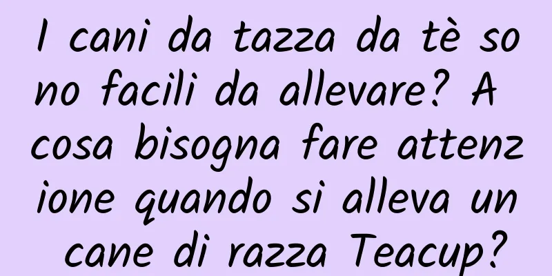 I cani da tazza da tè sono facili da allevare? A cosa bisogna fare attenzione quando si alleva un cane di razza Teacup?