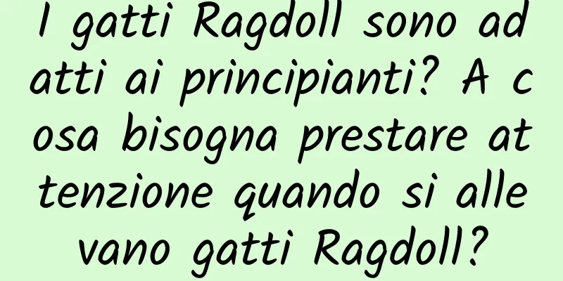 I gatti Ragdoll sono adatti ai principianti? A cosa bisogna prestare attenzione quando si allevano gatti Ragdoll?