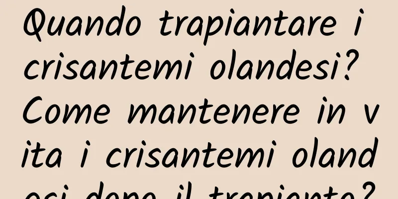 Quando trapiantare i crisantemi olandesi? Come mantenere in vita i crisantemi olandesi dopo il trapianto?