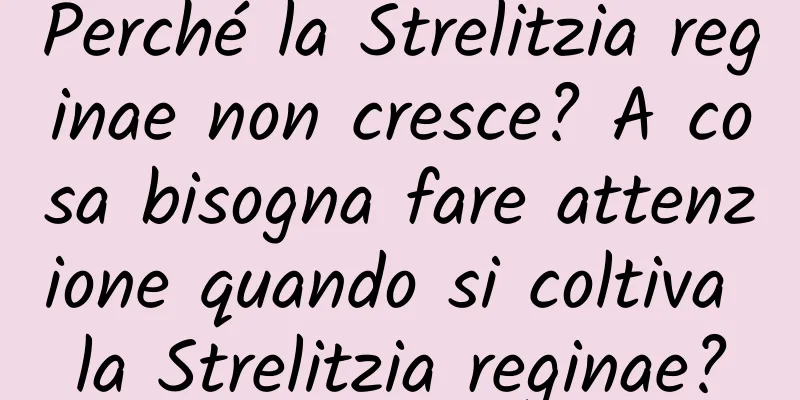 Perché la Strelitzia reginae non cresce? A cosa bisogna fare attenzione quando si coltiva la Strelitzia reginae?