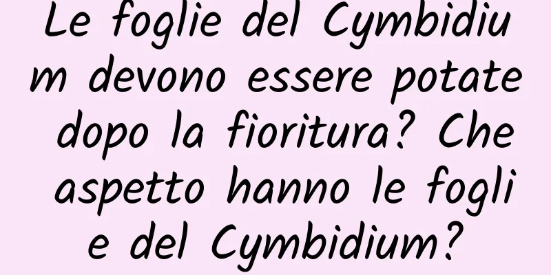 Le foglie del Cymbidium devono essere potate dopo la fioritura? Che aspetto hanno le foglie del Cymbidium?
