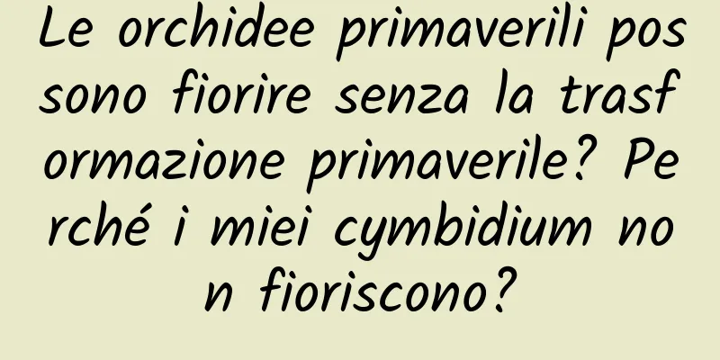 Le orchidee primaverili possono fiorire senza la trasformazione primaverile? Perché i miei cymbidium non fioriscono?