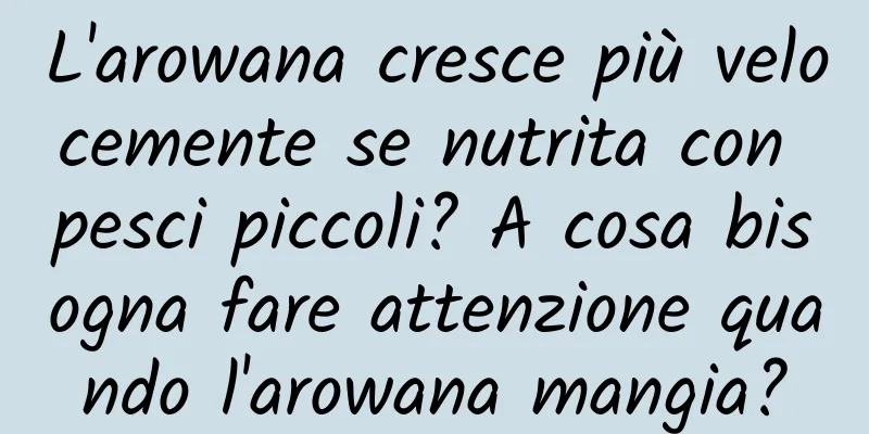 L'arowana cresce più velocemente se nutrita con pesci piccoli? A cosa bisogna fare attenzione quando l'arowana mangia?
