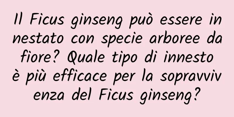 Il Ficus ginseng può essere innestato con specie arboree da fiore? Quale tipo di innesto è più efficace per la sopravvivenza del Ficus ginseng?