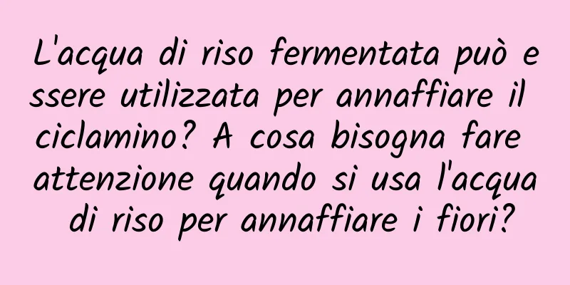 L'acqua di riso fermentata può essere utilizzata per annaffiare il ciclamino? A cosa bisogna fare attenzione quando si usa l'acqua di riso per annaffiare i fiori?