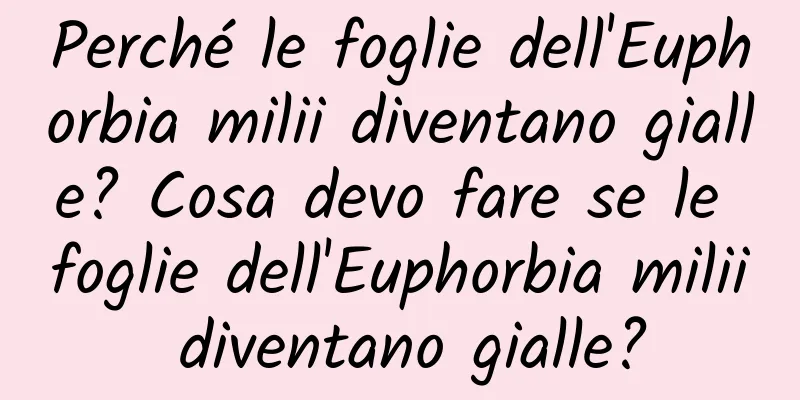 Perché le foglie dell'Euphorbia milii diventano gialle? Cosa devo fare se le foglie dell'Euphorbia milii diventano gialle?