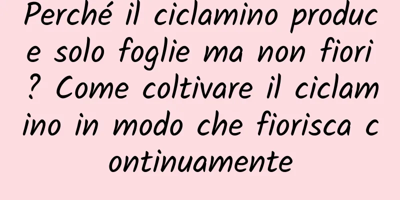 Perché il ciclamino produce solo foglie ma non fiori? Come coltivare il ciclamino in modo che fiorisca continuamente