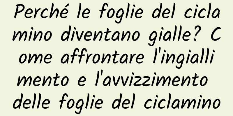 Perché le foglie del ciclamino diventano gialle? Come affrontare l'ingiallimento e l'avvizzimento delle foglie del ciclamino