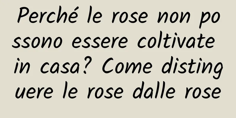 Perché le rose non possono essere coltivate in casa? Come distinguere le rose dalle rose