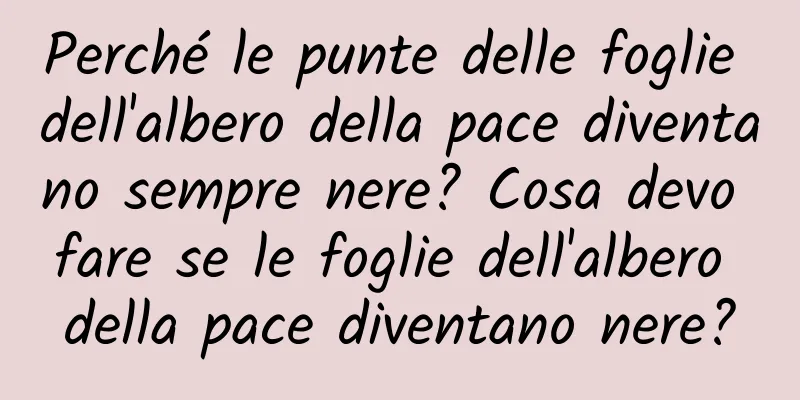 Perché le punte delle foglie dell'albero della pace diventano sempre nere? Cosa devo fare se le foglie dell'albero della pace diventano nere?
