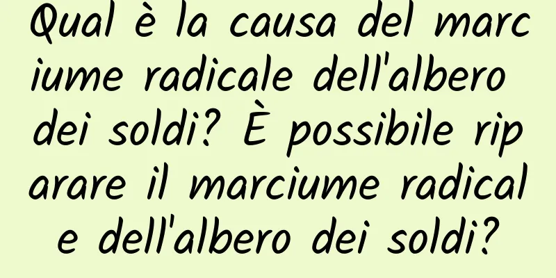 Qual è la causa del marciume radicale dell'albero dei soldi? È possibile riparare il marciume radicale dell'albero dei soldi?