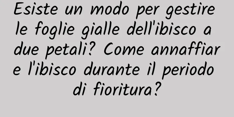 Esiste un modo per gestire le foglie gialle dell'ibisco a due petali? Come annaffiare l'ibisco durante il periodo di fioritura?