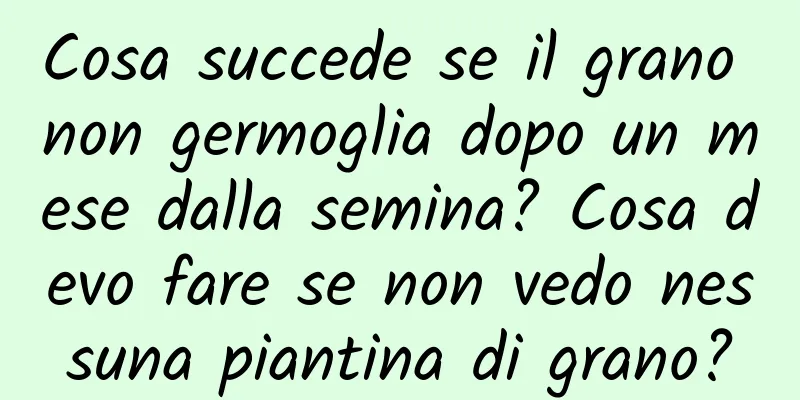 Cosa succede se il grano non germoglia dopo un mese dalla semina? Cosa devo fare se non vedo nessuna piantina di grano?