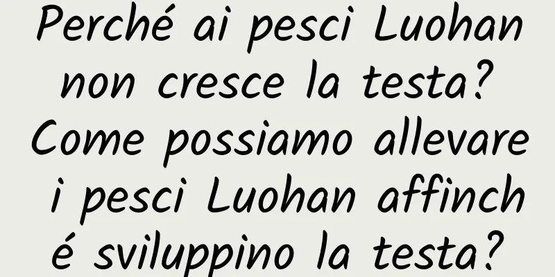 Perché ai pesci Luohan non cresce la testa? Come possiamo allevare i pesci Luohan affinché sviluppino la testa?