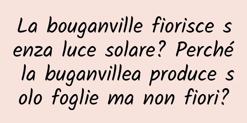 La bouganville fiorisce senza luce solare? Perché la buganvillea produce solo foglie ma non fiori?
