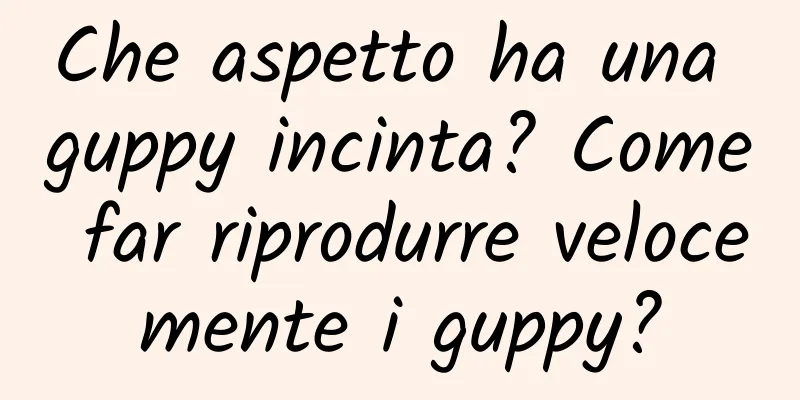 Che aspetto ha una guppy incinta? Come far riprodurre velocemente i guppy?