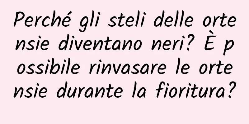 Perché gli steli delle ortensie diventano neri? È possibile rinvasare le ortensie durante la fioritura?